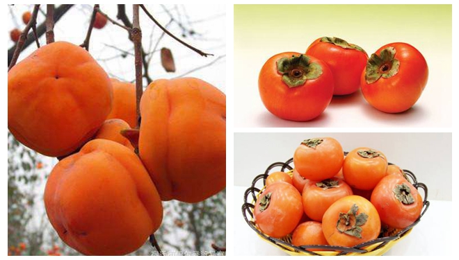 柿子被称为“果中圣品”秋季吃柿子应该注意啥？