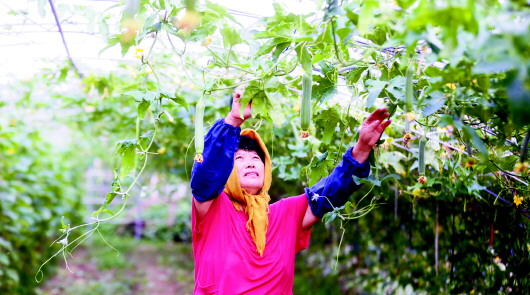 "夏庄蔬菜"享誉青岛内外 崂山脚下种菜人发家致富