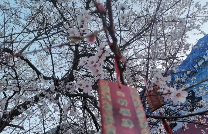 西藏林芝第十八届桃花旅游文化节恢复举行