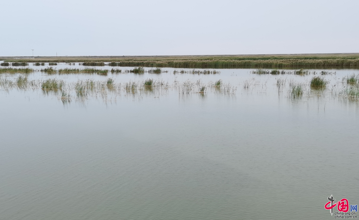 【中国梦·黄河情】述评: 黄河文化辽阔绽放 齐鲁大地动力滚滚