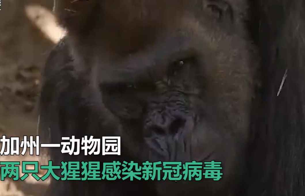 类人猿首次确诊!美国加州一动物园至少两只大猩猩感染新冠病毒