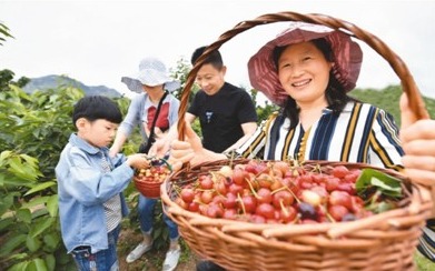 人民日报海外版头版点赞“好例”厉家寨:樱桃红遍厉家寨