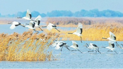 有始有终、锲而不舍,抓好黄河生态保护工作——习近平总书记考察山东在全省干部群众中引发热烈反响