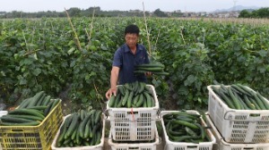 种好“菜园子” 拎稳“菜篮子”——聚焦冬春蔬菜保供稳价